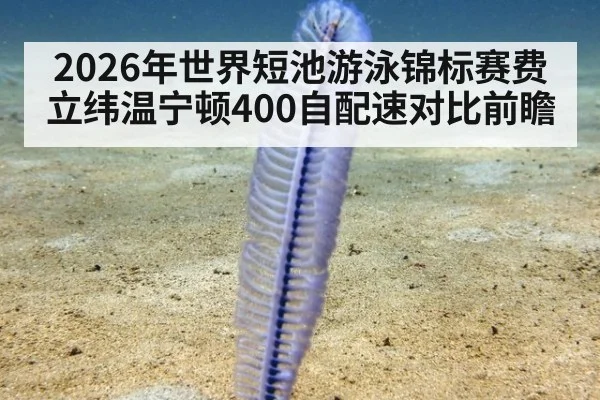 2026年世界短池游泳锦标赛费立纬温宁顿400自配速对比前瞻